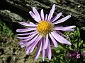 Compositae - Aster alpinus